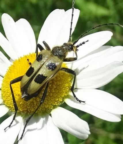 Réf. 275 082 : Pachyta quadrimaculata